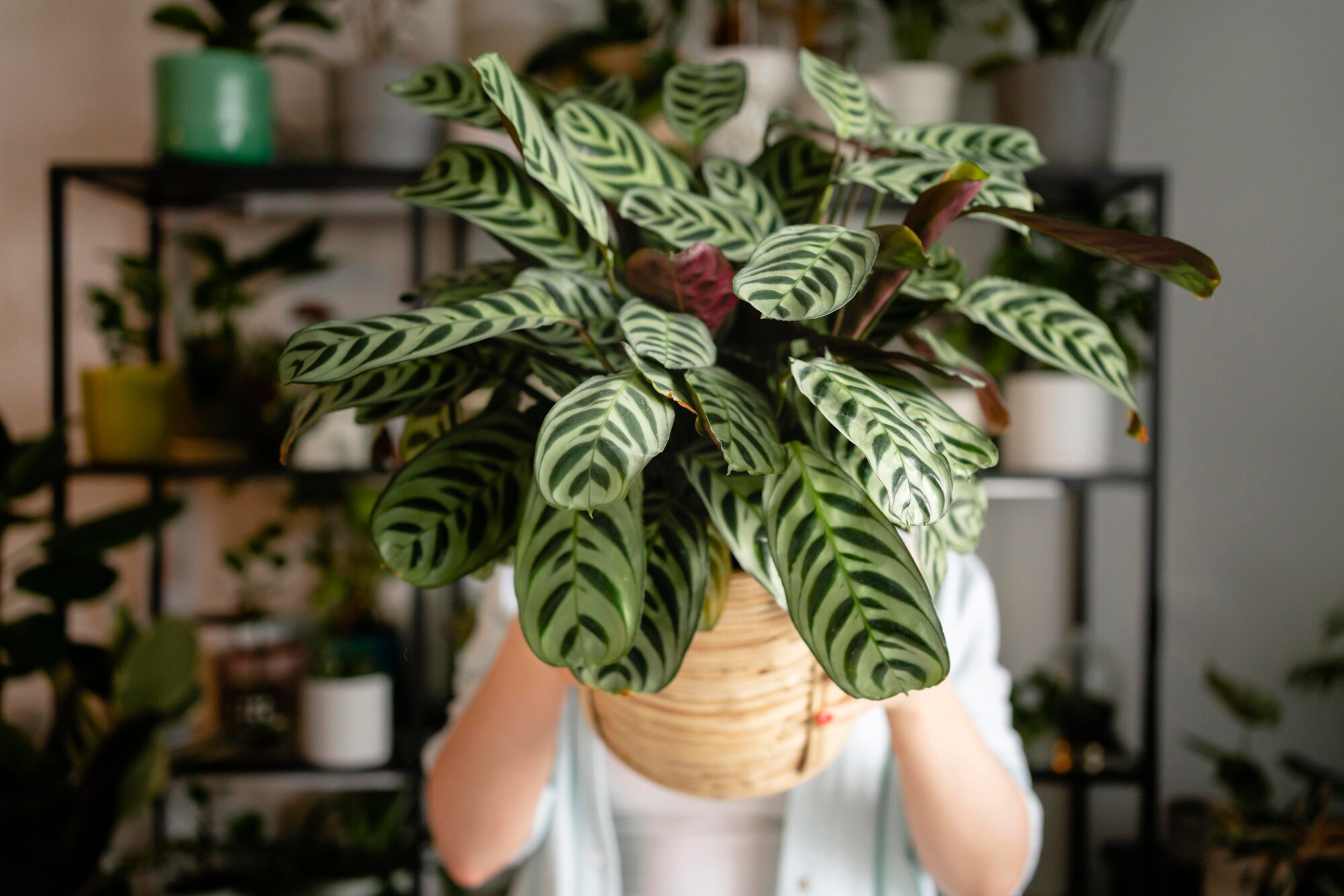 Planta de interior